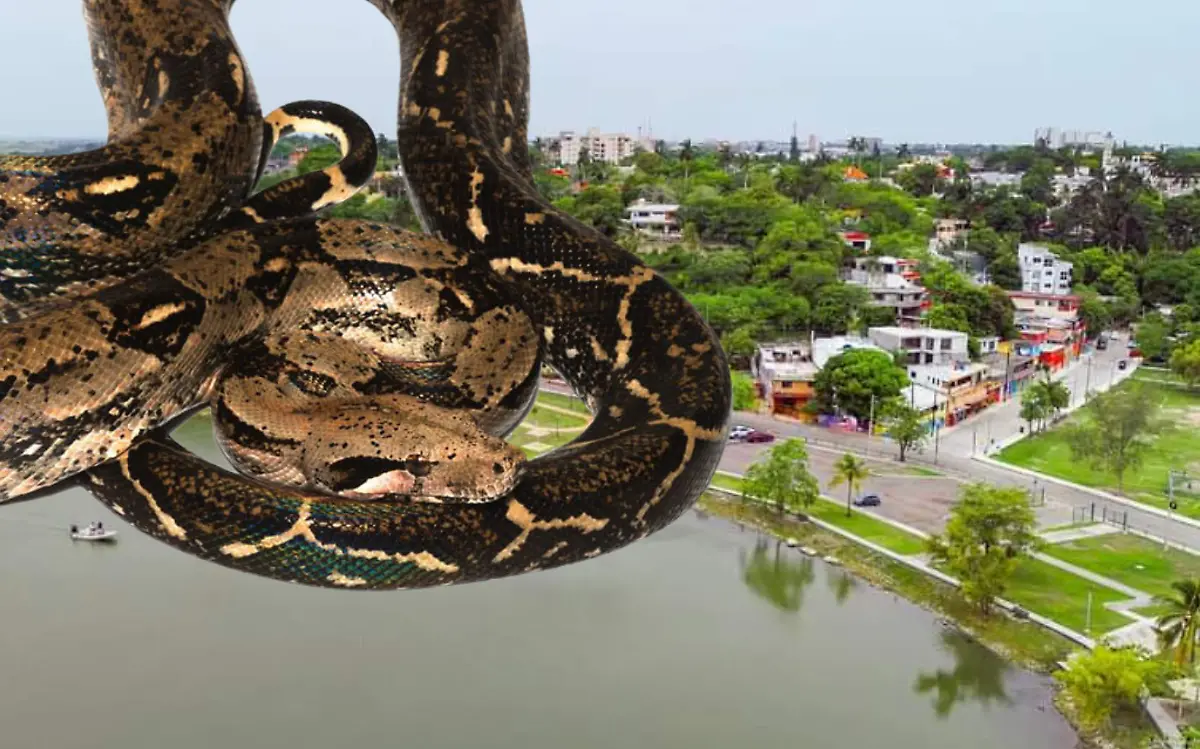 En la zona conurbada de Tampico, las mazacuatas cumplen una importante función ecológica